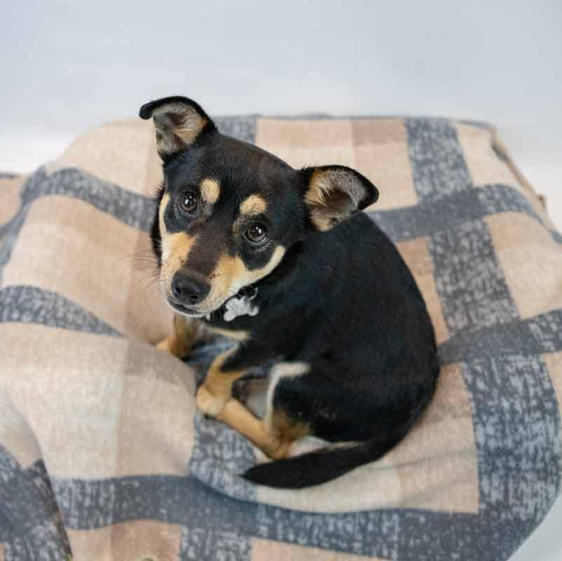Jacoby, an adopted mixed breed in Kennesaw, GA image 3/6