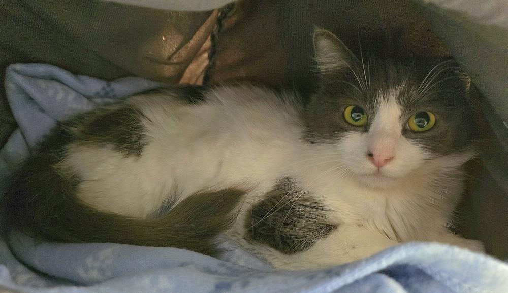 Moonflower, Adoptable, Adult Female Domestic Medium Hair.