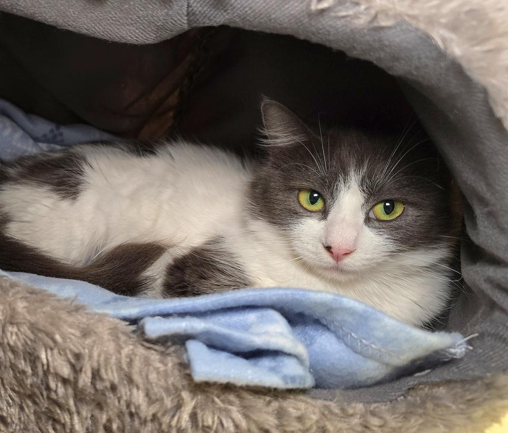 Enlarge Moonflower, a Adoptable mixed breed in Vancouver, WA image 2/3