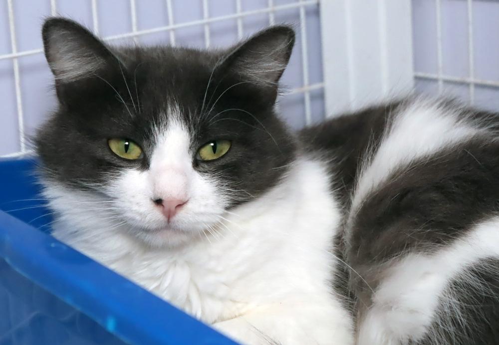 Enlarge Moonflower, a Adoptable mixed breed in Vancouver, WA image 3/3