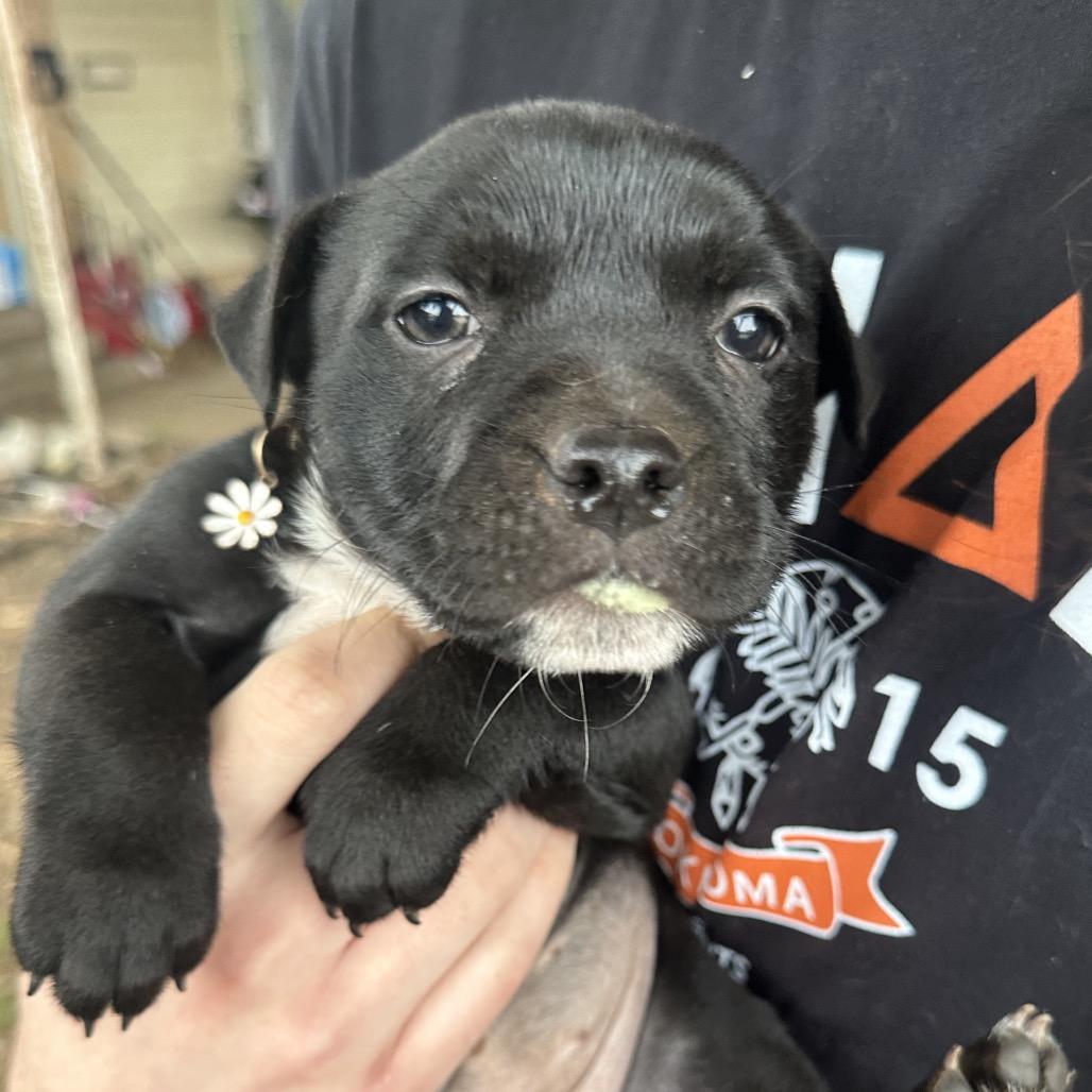 Enlarge Ginger C-34440, a Adoptable mixed breed in Oklahoma City, OK image 3/3