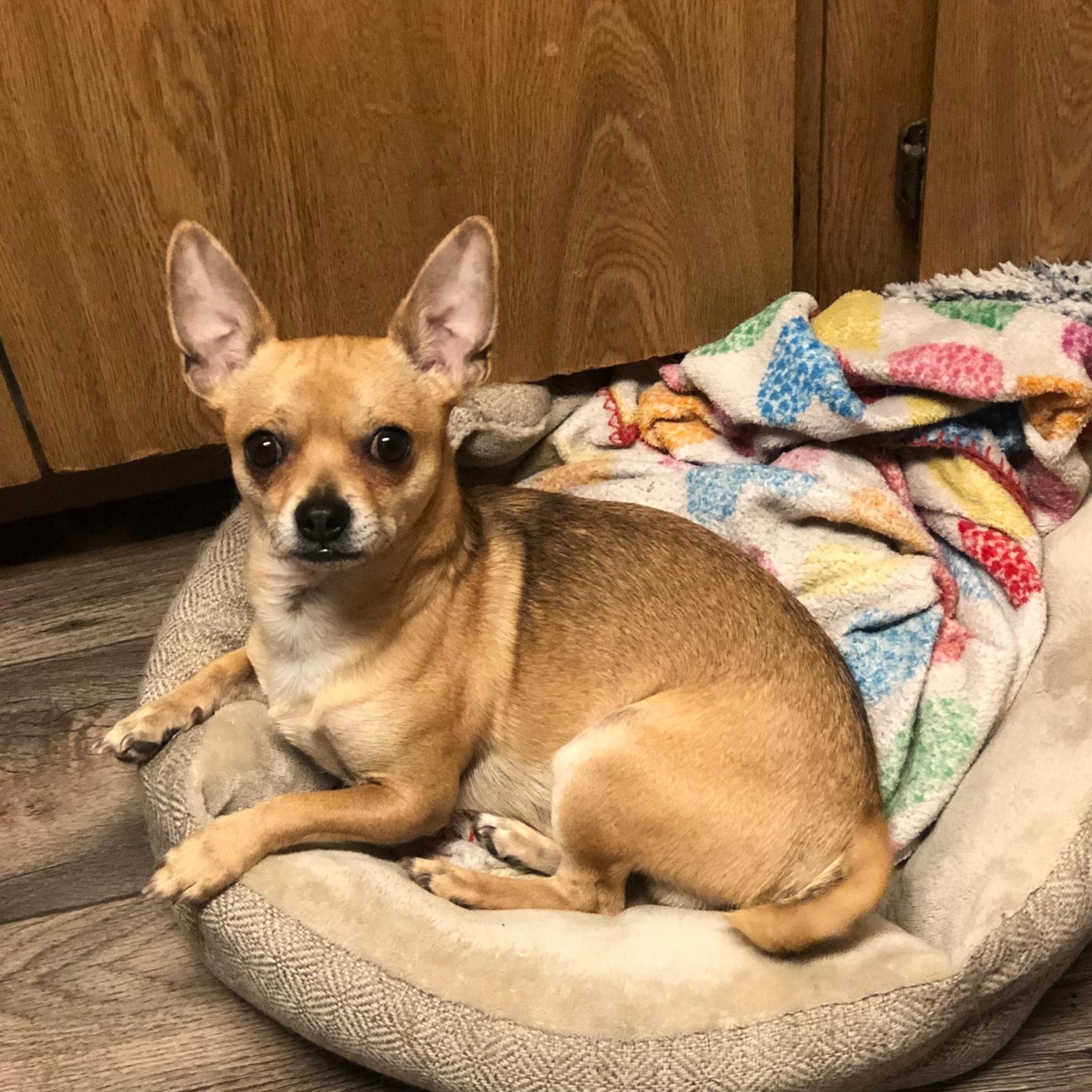 Chewy, Adoptable, Adult Male Chihuahua.