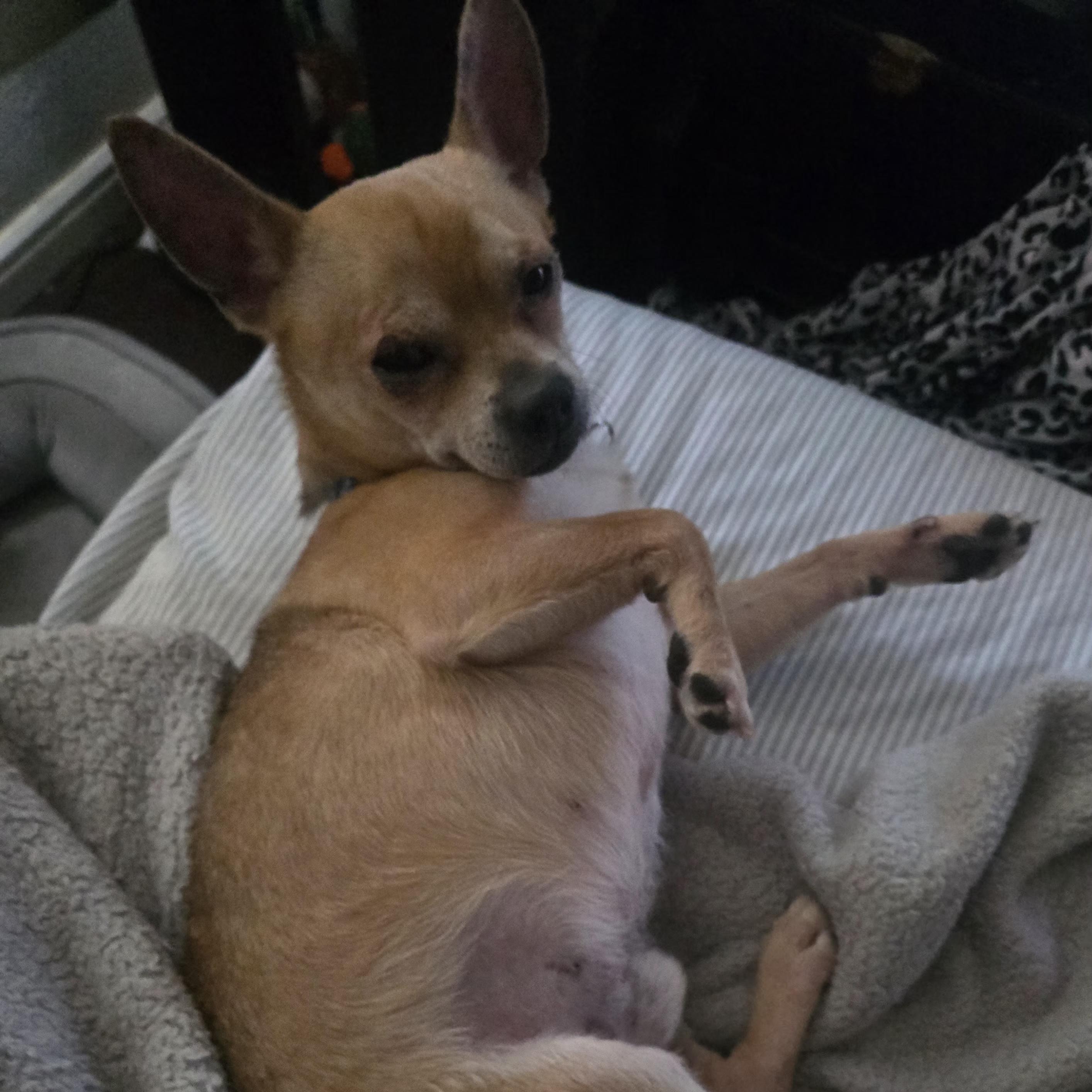 Chewy, a Adoptable Chihuahua in West Valley, UT image 3/3