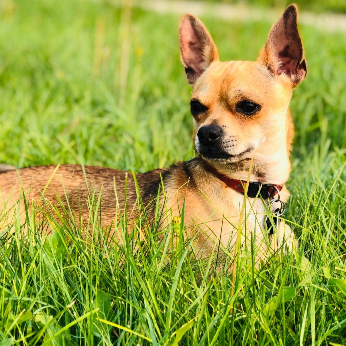 Chewy, a Adoptable Chihuahua in West Valley, UT image 2/3