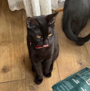 Hunter, a ADOPTABLE mixed breed in Bowie, MD image 2/3