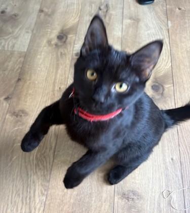 Hunter, a ADOPTABLE mixed breed in Bowie, MD image 3/3