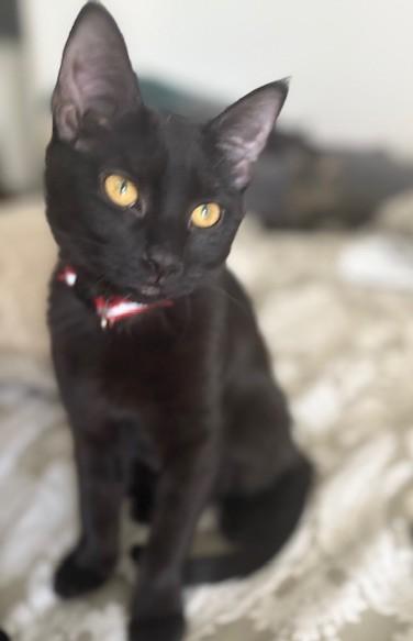 Hunter, ADOPTABLE, Young Female Bombay & Domestic Short Hair.