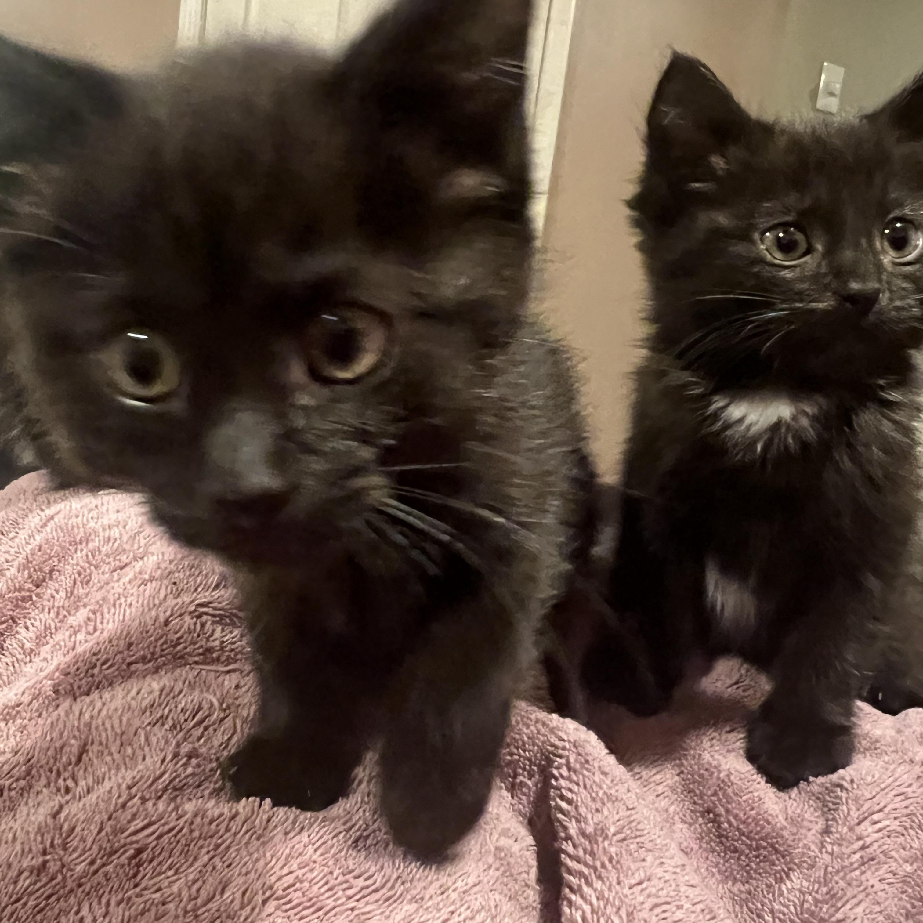 Ainsley, ADOPTABLE, Kitten Female American Shorthair.