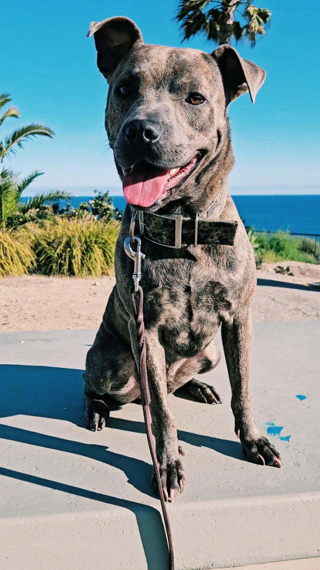 Enlarge Breeze, a Adoptable mixed breed in San Diego, CA image 1/5