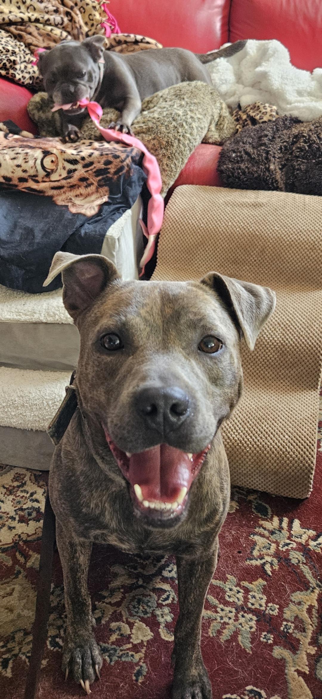 Enlarge Breeze, a Adoptable mixed breed in San Diego, CA image 3/5