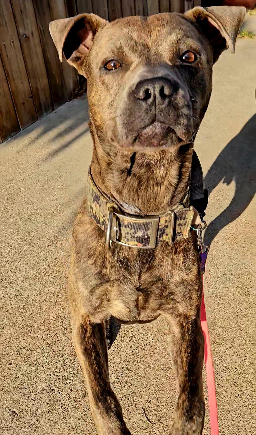 Breeze, ADOPTABLE, Young Male American Staffordshire Terrier & Belgian Shepherd / Malinois.