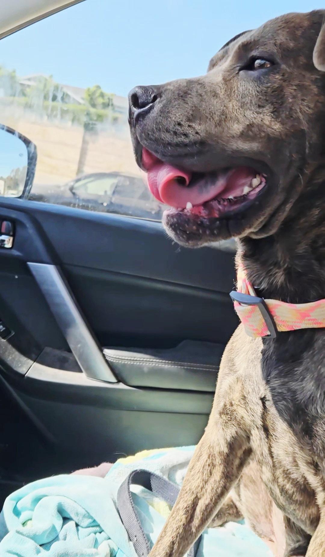 Enlarge Breeze, a ADOPTABLE mixed breed in Encinitas , CA image 2/3