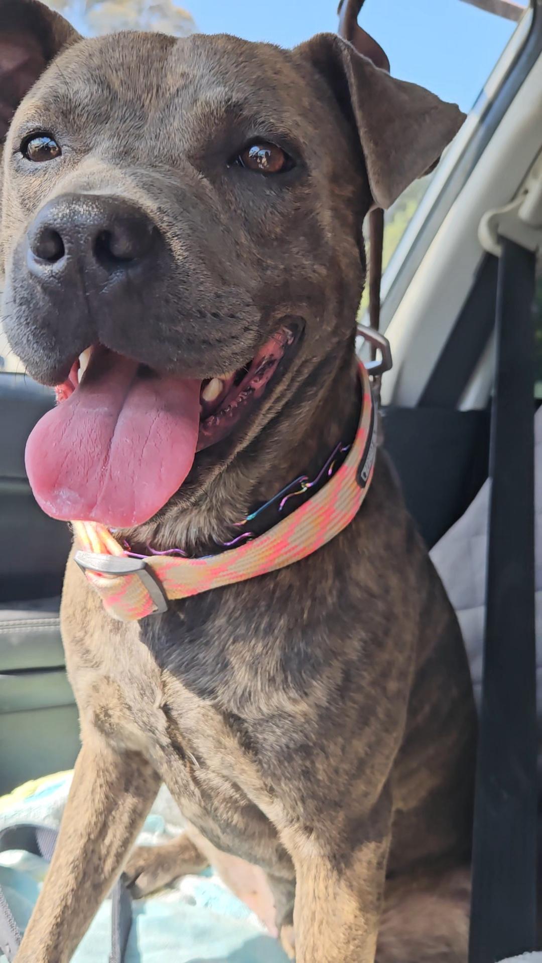 Breeze, ADOPTABLE, Young Male American Staffordshire Terrier & Belgian Shepherd / Malinois.
