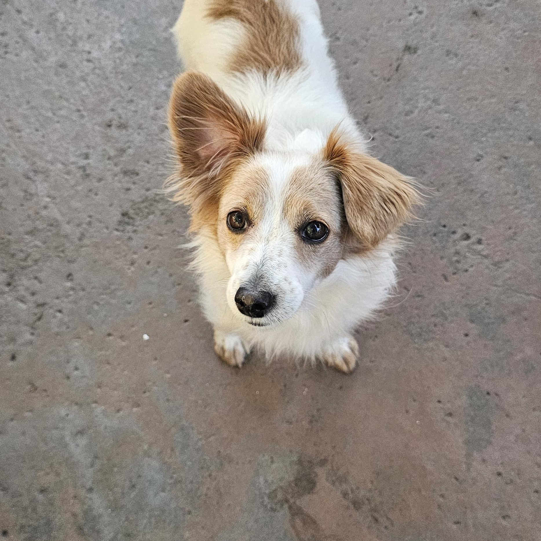 Enlarge Poncho, a Adopted mixed breed in Brea, CA image 1/2