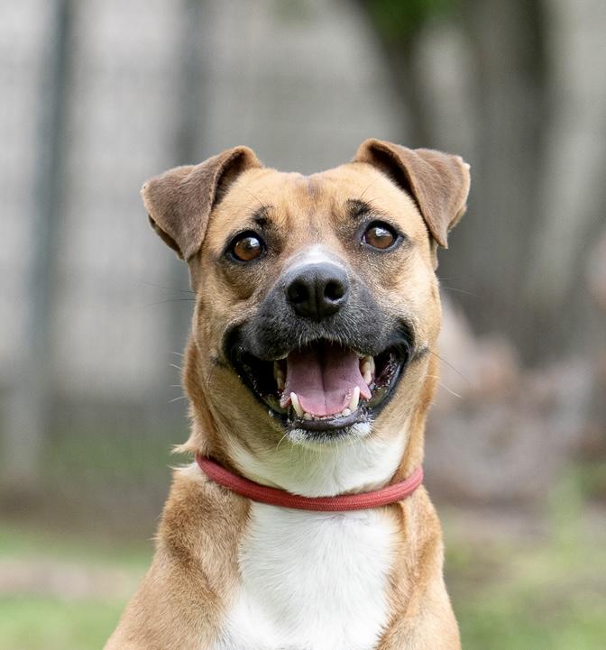 Macrina, Young Female Labrador Retriever