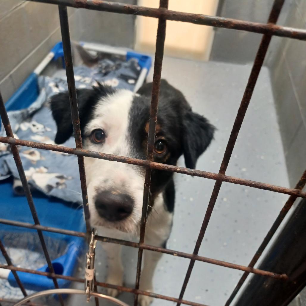 Holly, Adoptable, Adult Female Australian Shepherd.