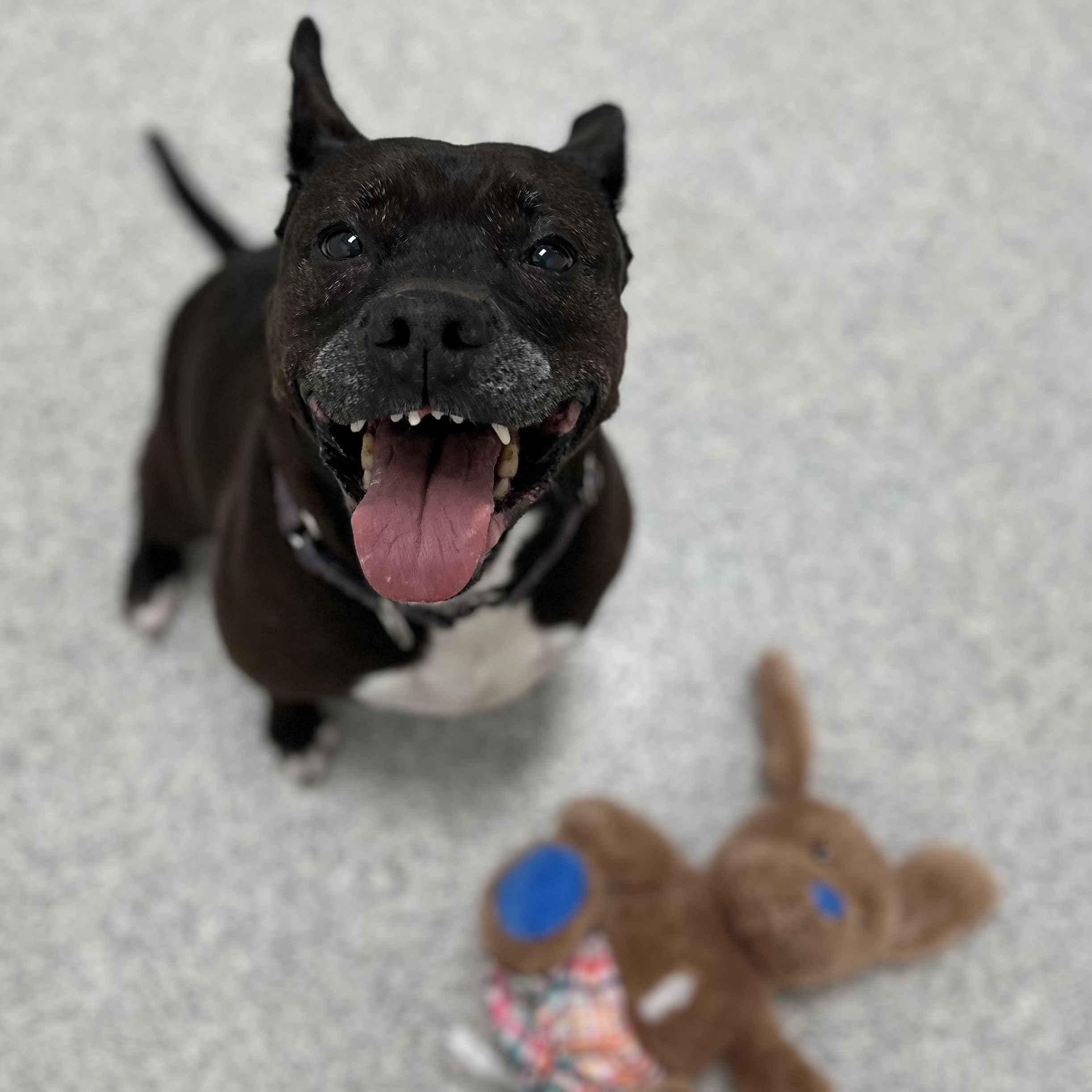 Enlarge Stitch, a Adoptable Mixed Breed in Youngstown, OH image 2/5