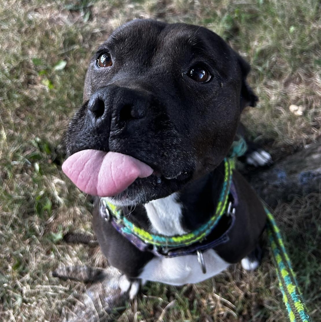 Stitch photo 2