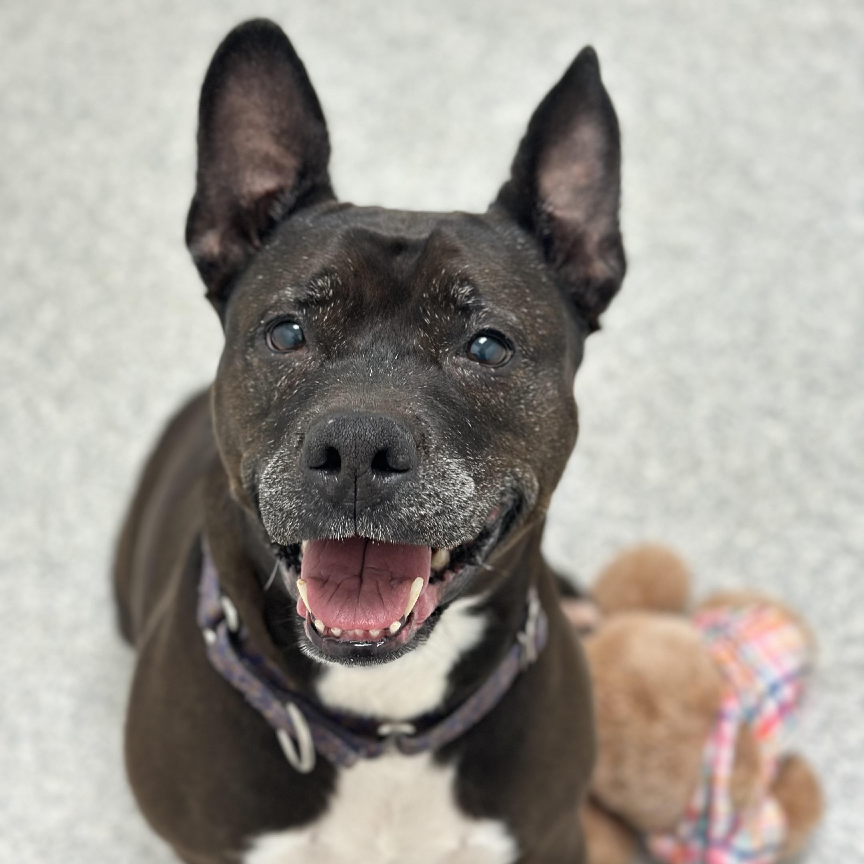 Stitch, Adoptable, Adult Female Mixed Breed.