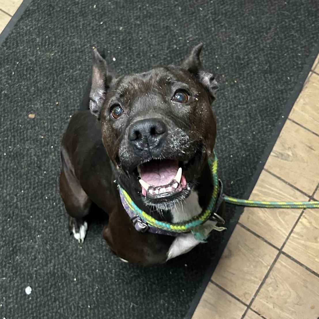 Stitch, Adult Female unknown