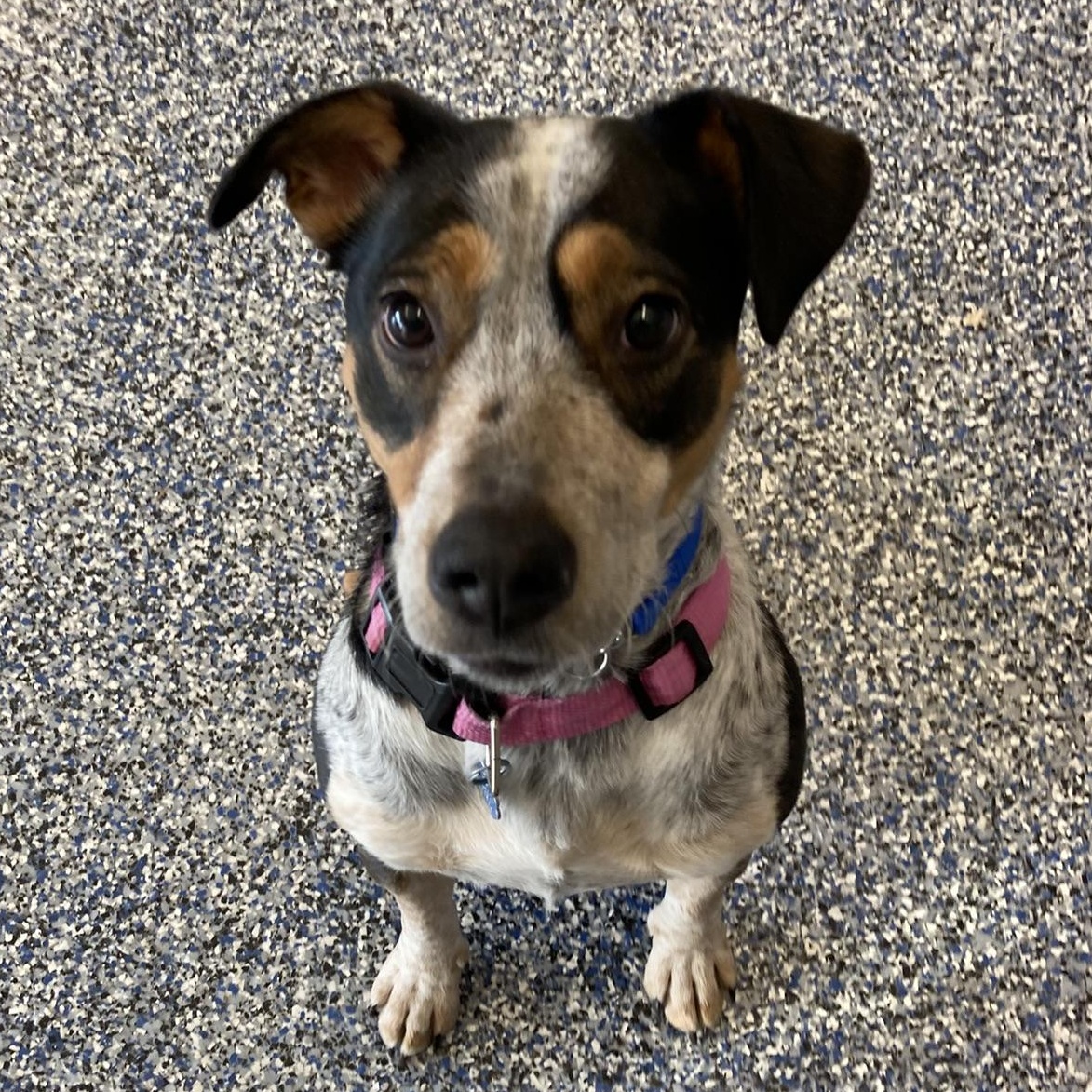 Enlarge Millie - I got my eye on you, a Adoptable mixed breed in Westerly, RI image 1/5