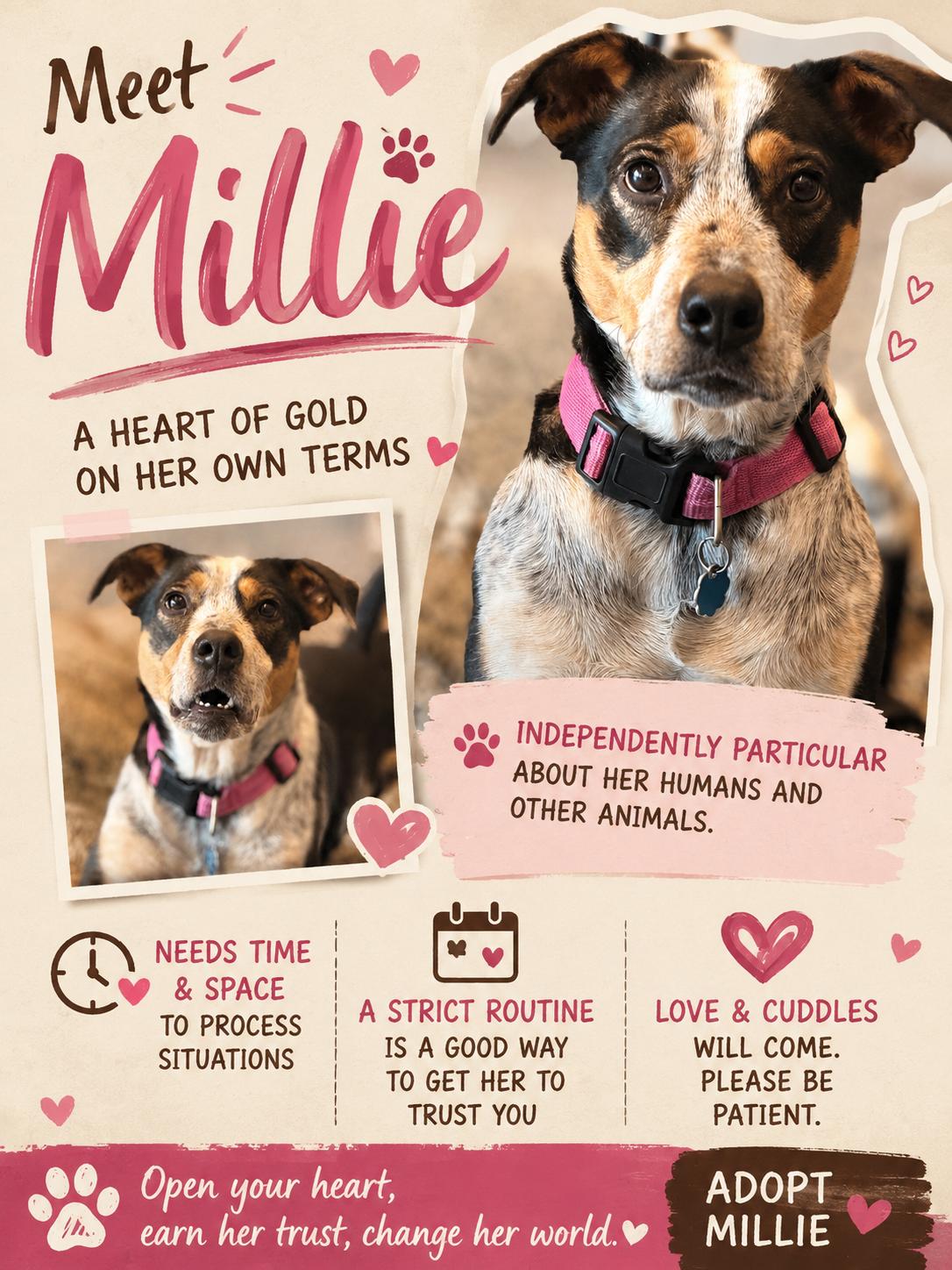 Millie - I got my eye on you, Adoptable, Young Female Australian Cattle Dog / Blue Heeler & Jack Russell Terrier.