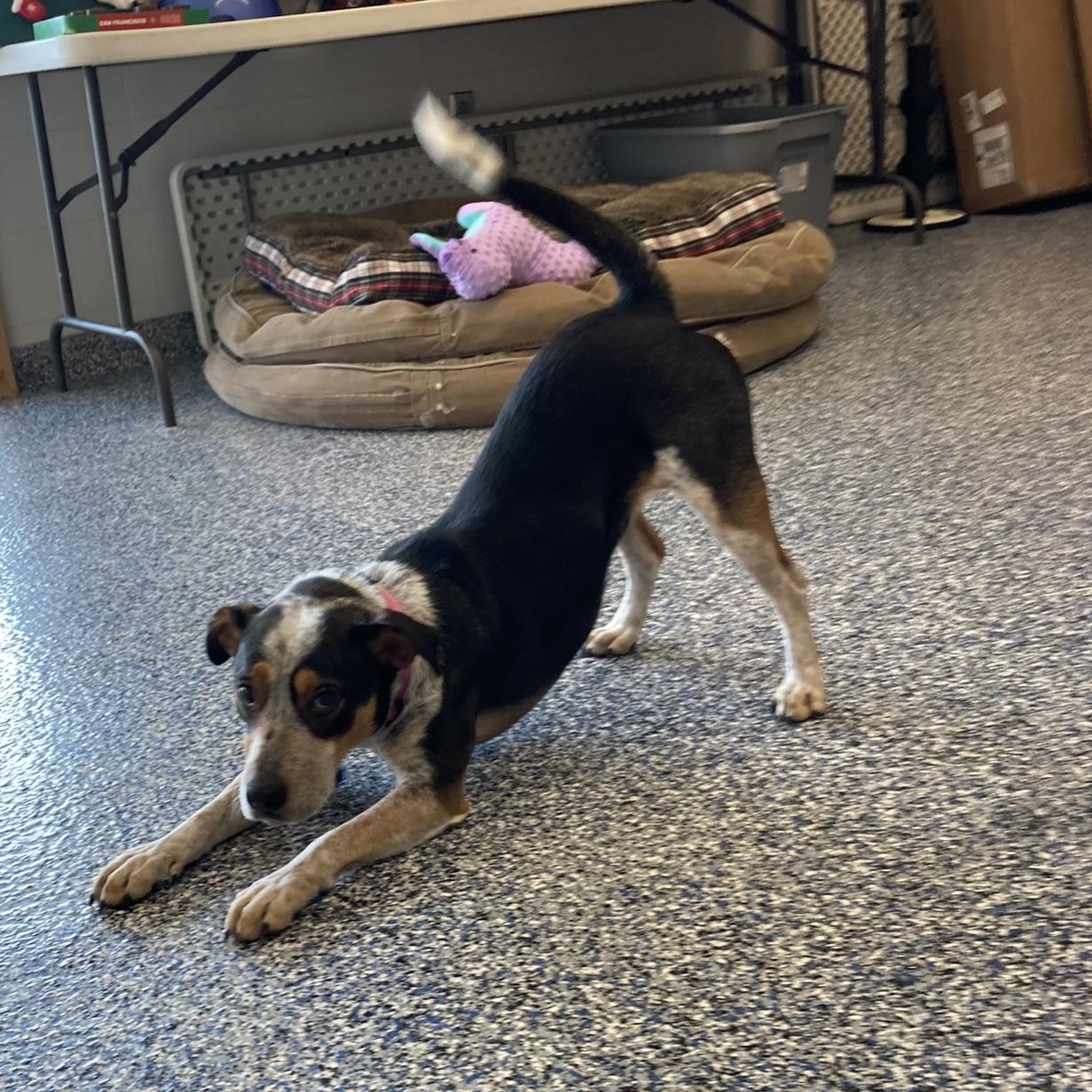 Enlarge Millie - I got my eye on you, a Adoptable mixed breed in Westerly, RI image 2/5