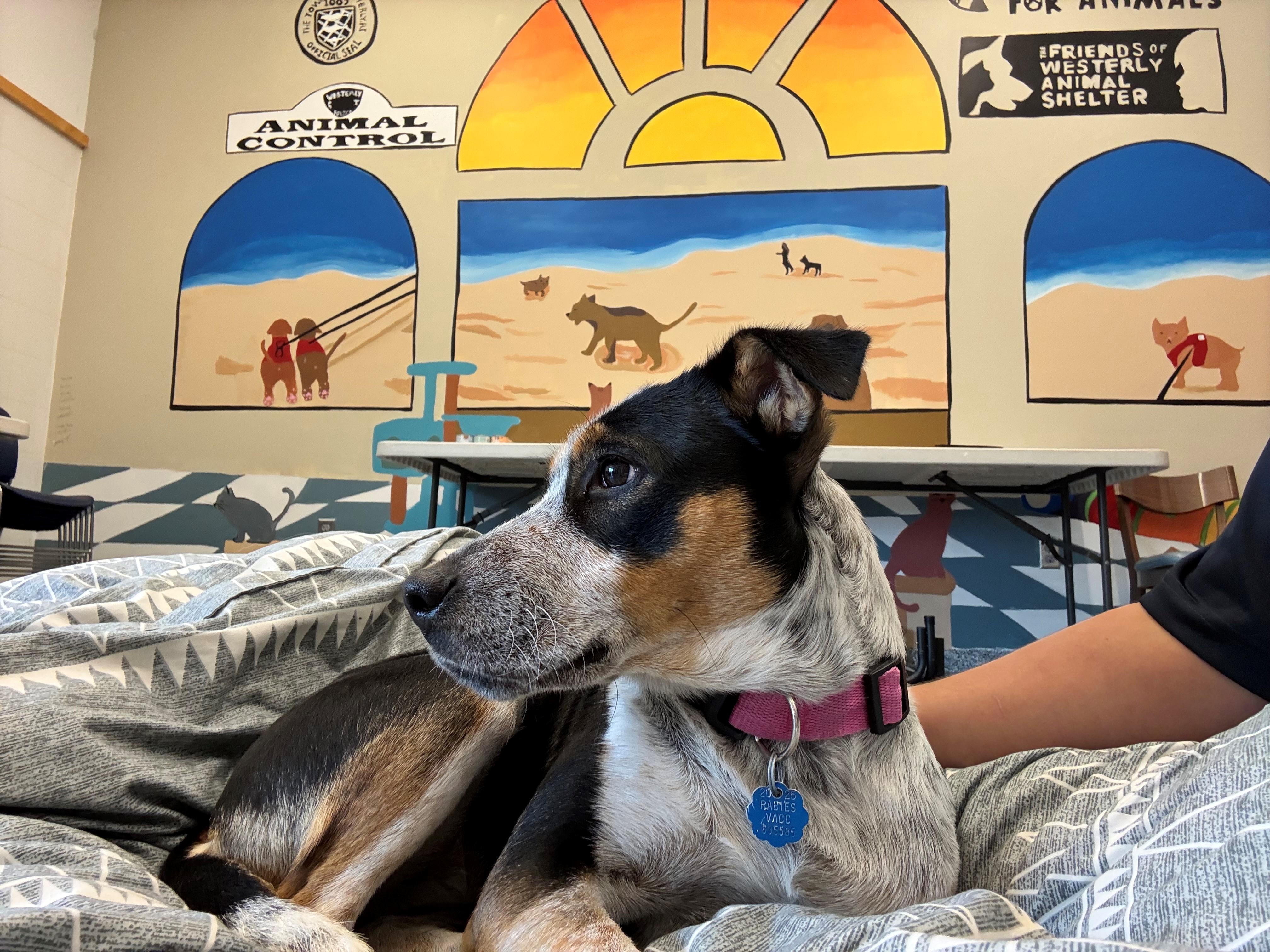 Millie - I got my eye on you, a Adoptable mixed breed in Westerly, RI image 2/2