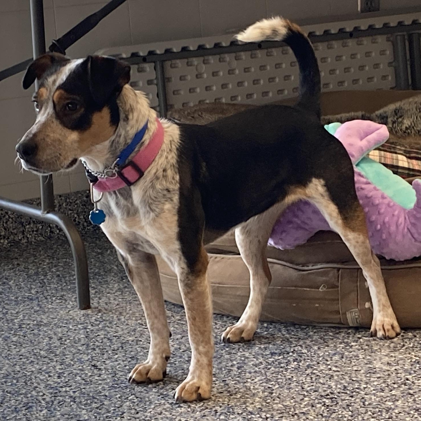 Enlarge Millie - I got my eye on you, a Adoptable mixed breed in Westerly, RI image 3/5