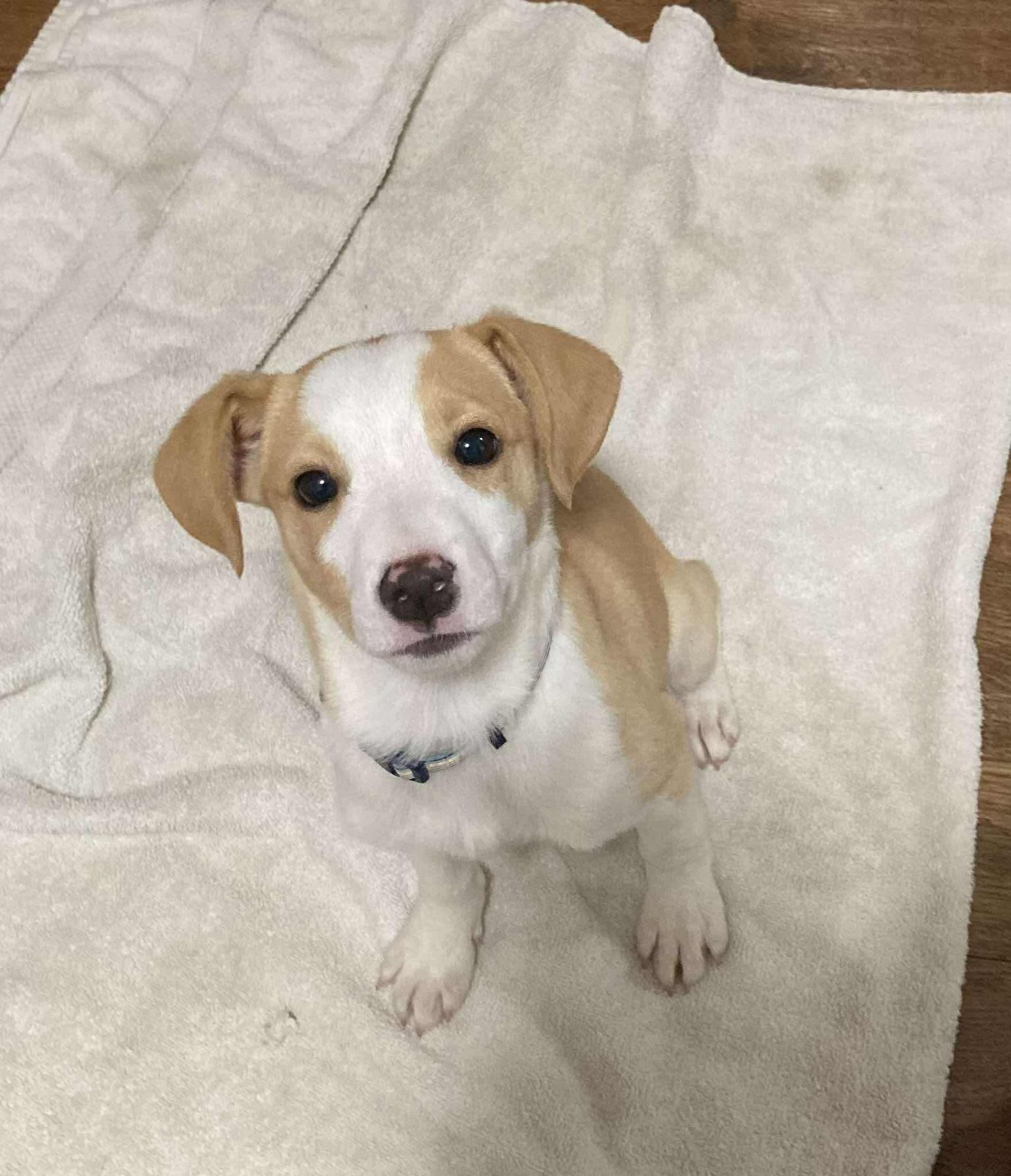 Enlarge Ernie, a ADOPTABLE Mixed Breed in Berwick, ME image 3/3