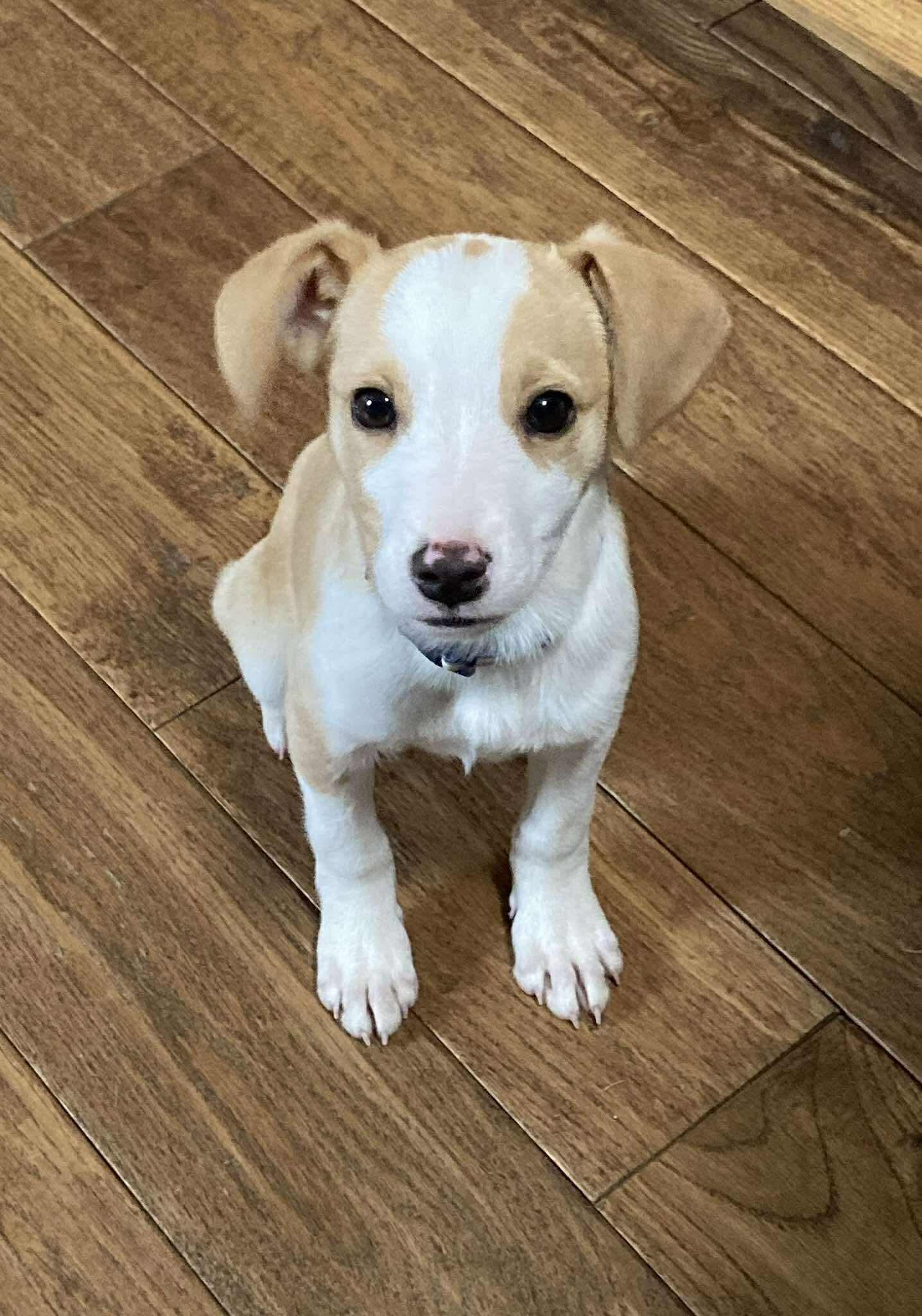 Ernie, ADOPTABLE, Puppy Male Mixed Breed.