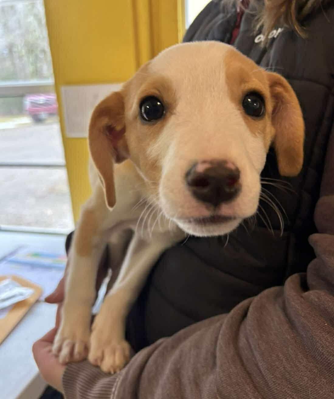Enlarge Ernie, a ADOPTABLE Mixed Breed in Berwick, ME image 2/3