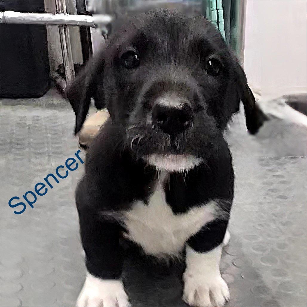 Puppy Palooza Boys — thumbnail 4