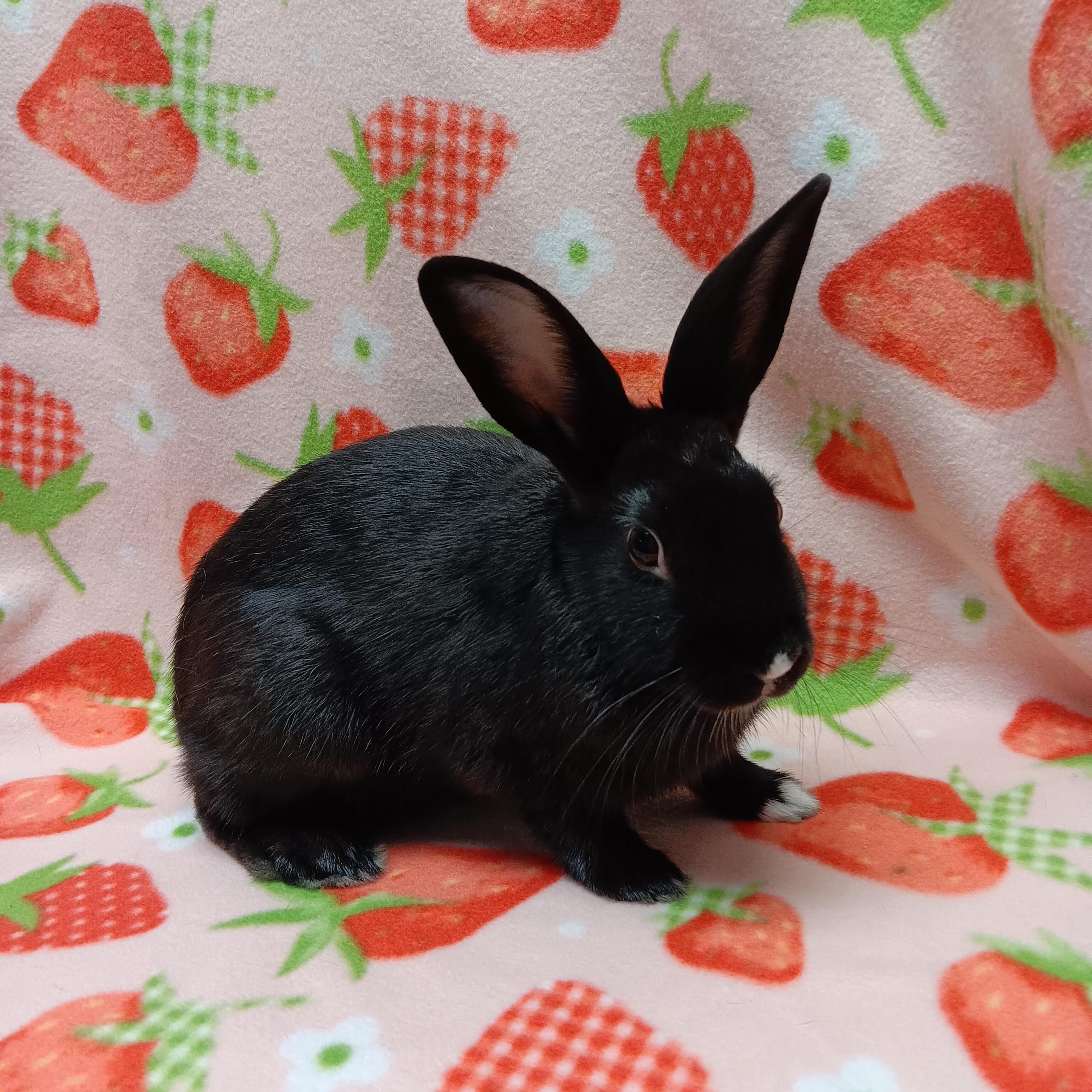 Enlarge Onyx, a Adoptable Bunny Rabbit in Harrisburg, PA image 3/3