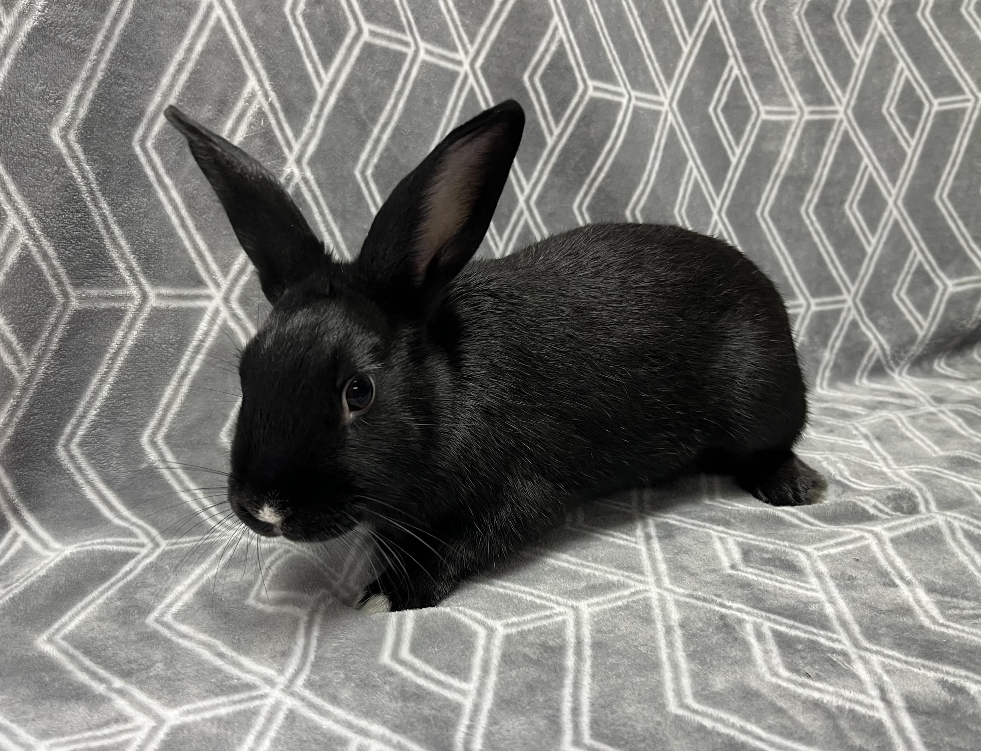 Enlarge Onyx, a Adoptable Bunny Rabbit in Harrisburg, PA image 2/3