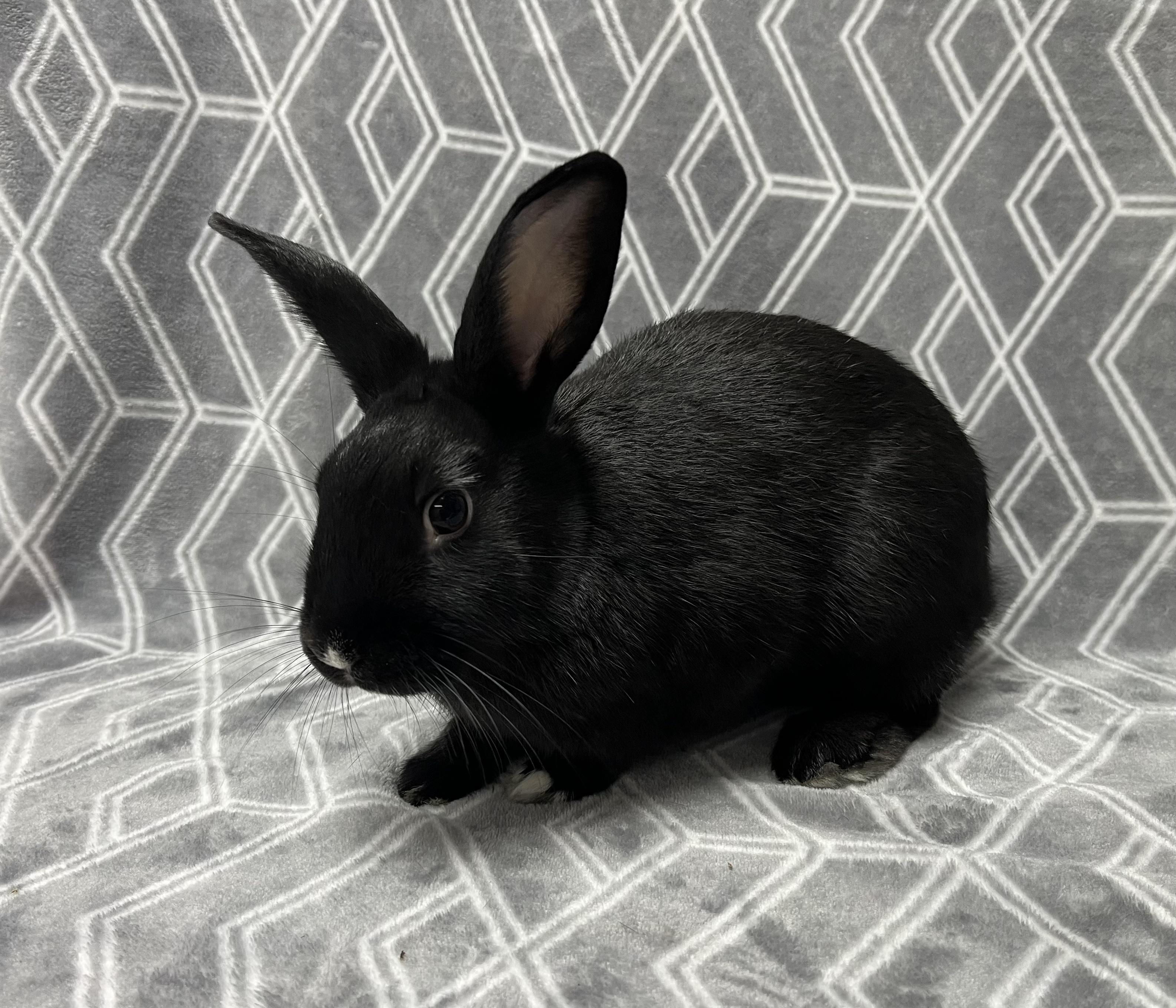 Onyx, Adoptable, Young Male Bunny Rabbit.