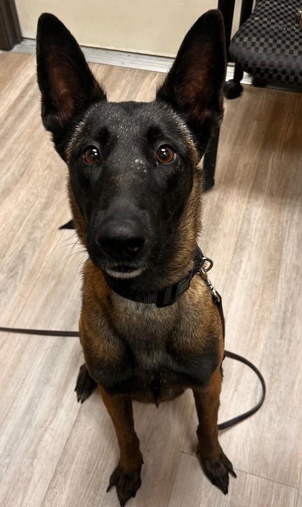 Patricia, Adoptable, Adult Female Belgian Shepherd / Sheepdog.