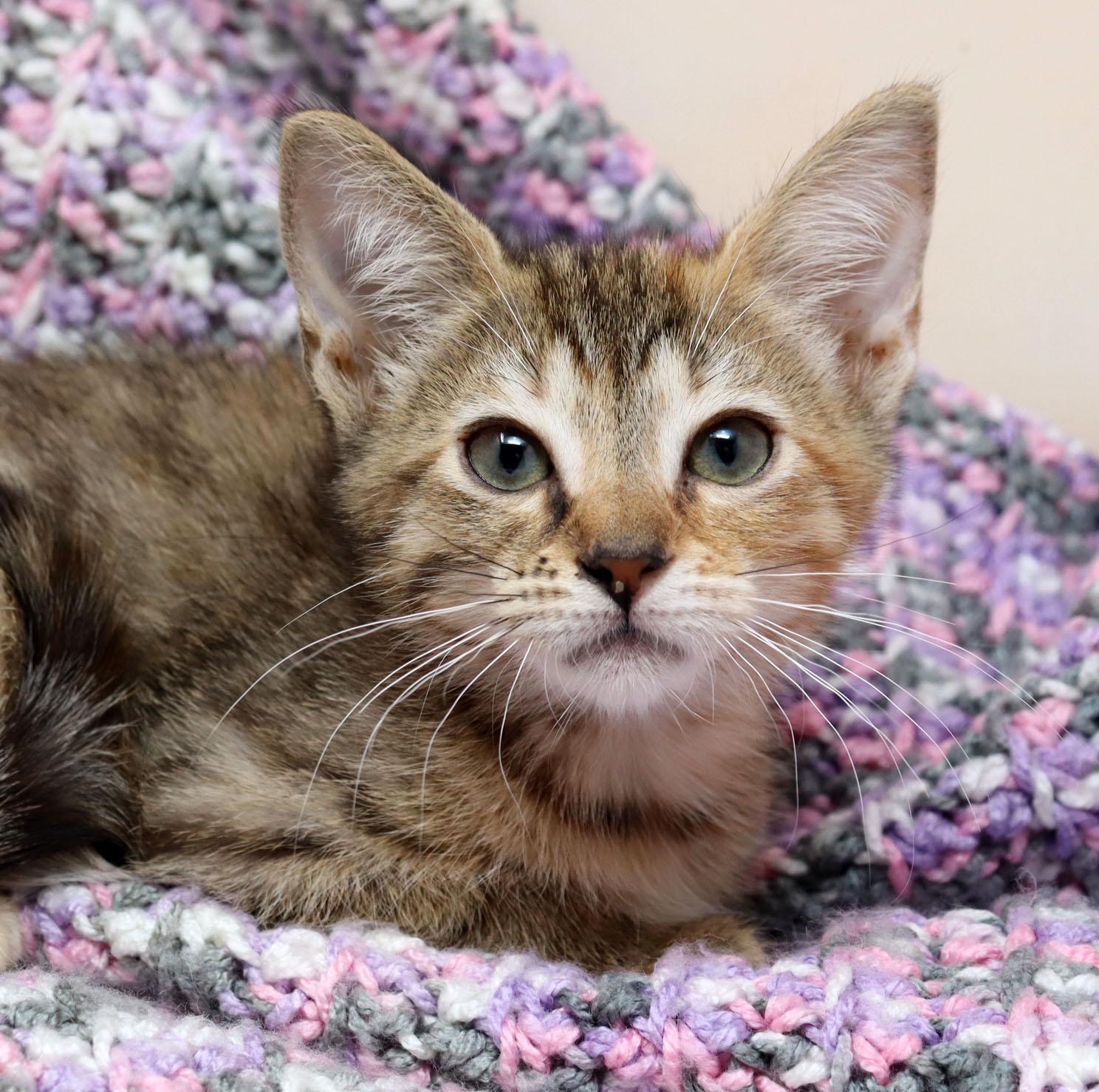 Himari, Baby Female Domestic Short Hair