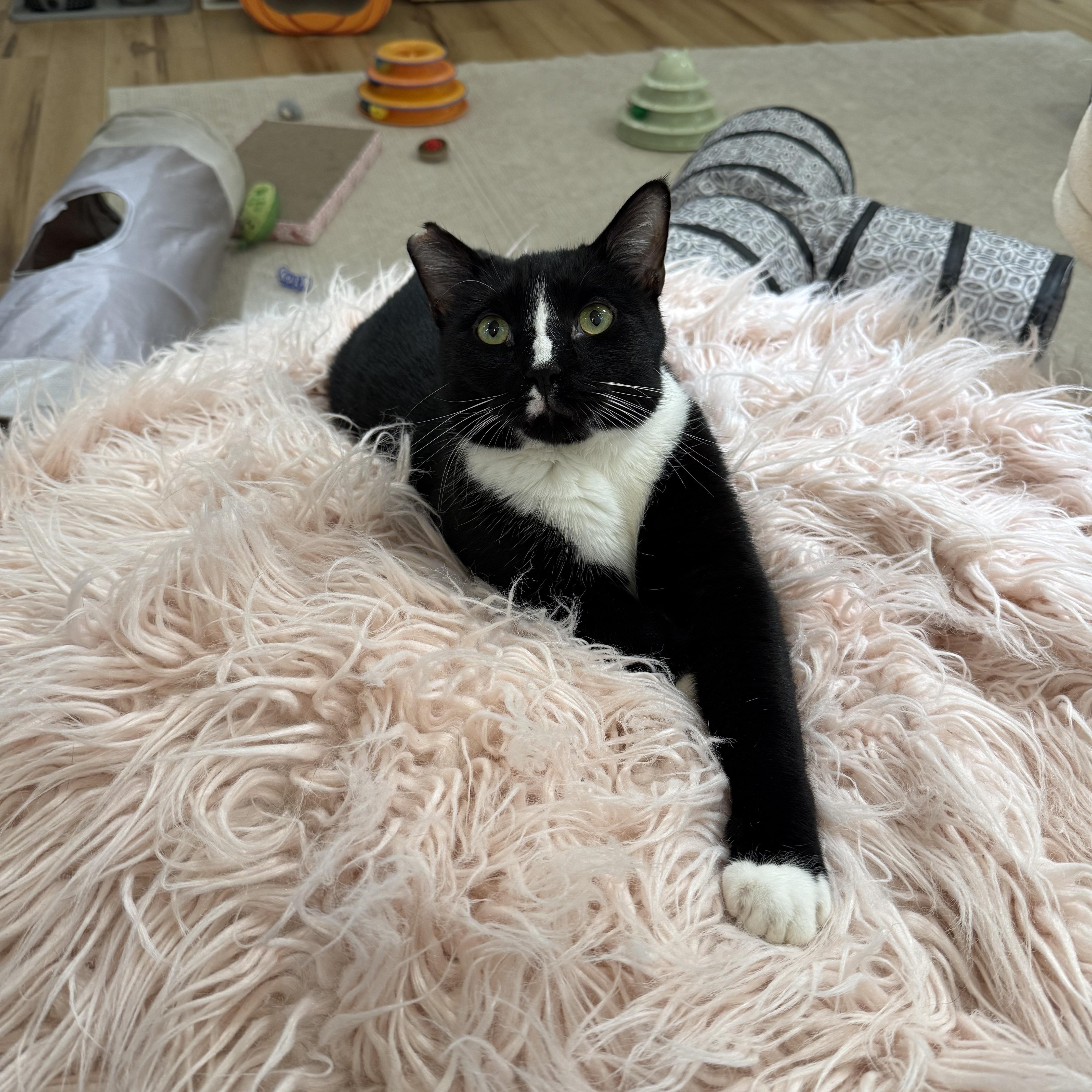 Enlarge Mister, a Adoptable Domestic Short Hair in Old Saybrook, CT image 2/3