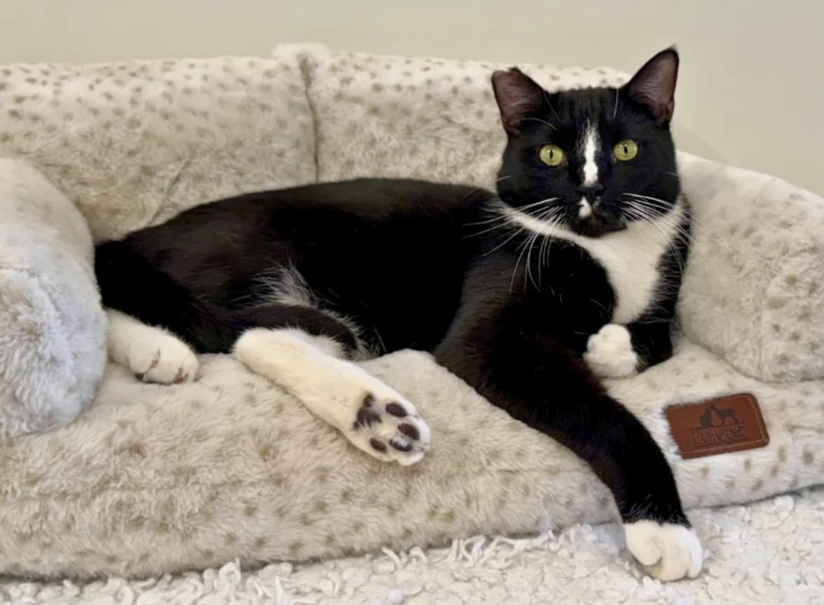 Mister, a ADOPTABLE Domestic Short Hair in Old Saybrook, CT image 1/2