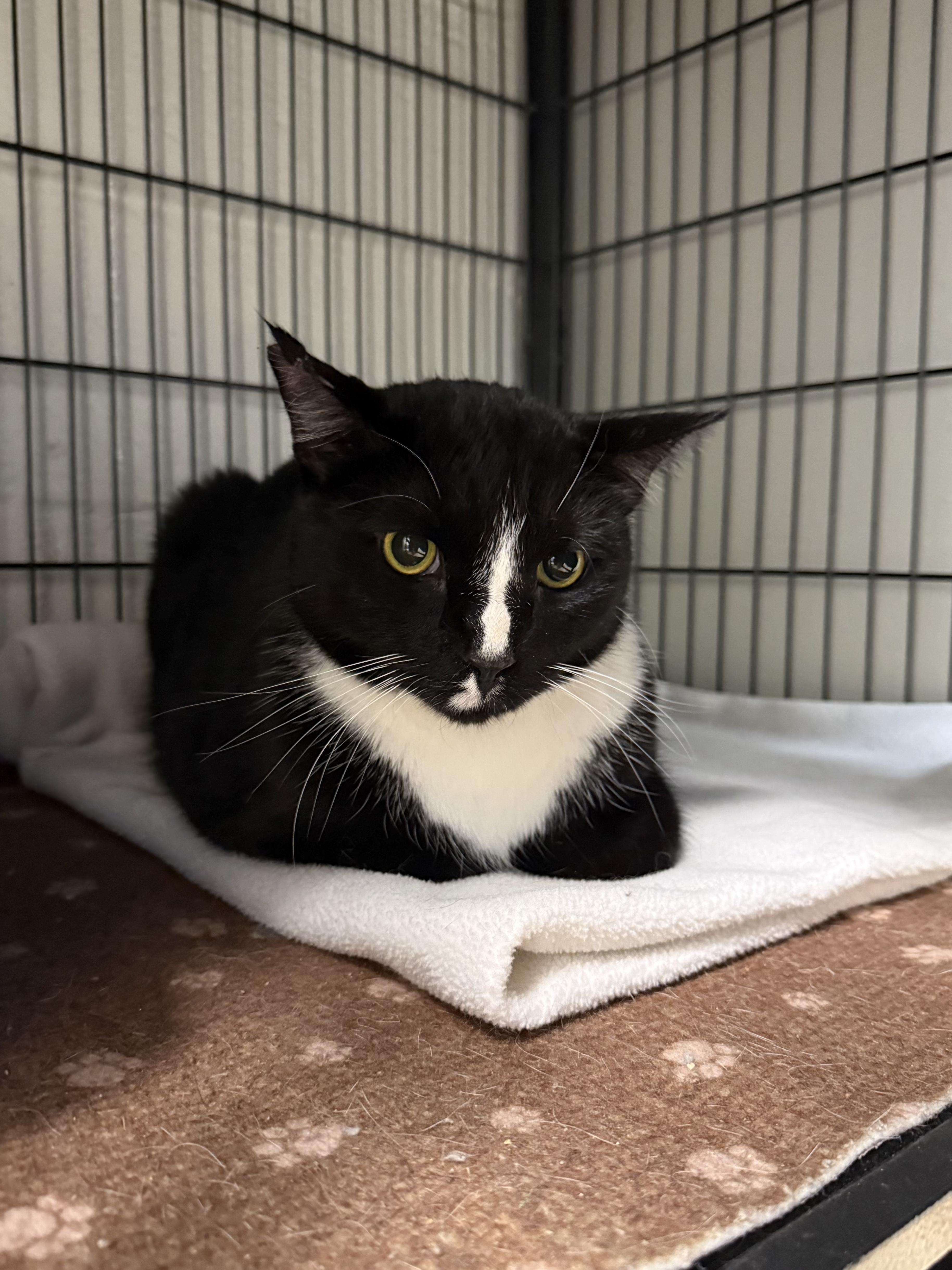 Enlarge Mister, a ADOPTABLE Domestic Short Hair in Old Saybrook, CT image 1/1