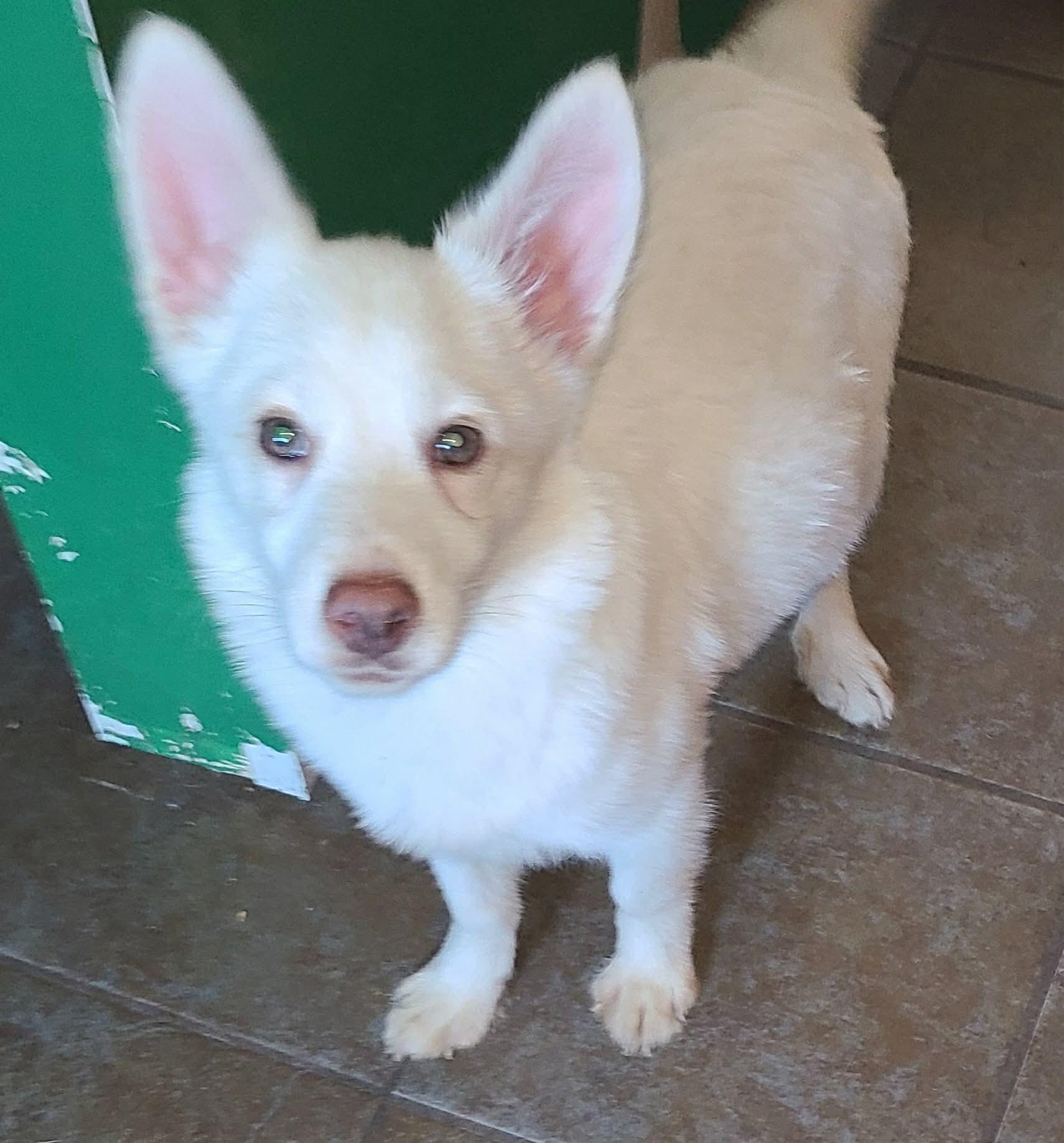 Mavy, ADOPTABLE, Puppy Male Husky.