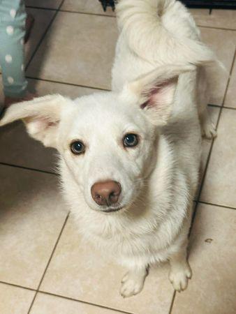 Mavy, a ADOPTABLE mixed breed in Lowell, IN image 1/2