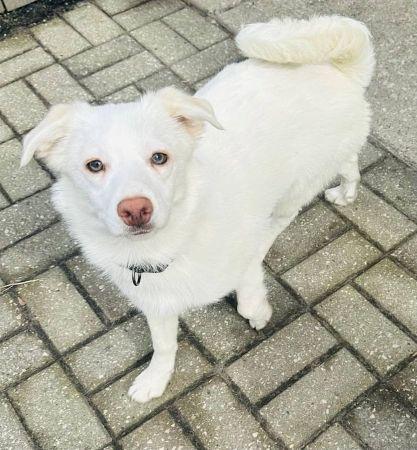 Enlarge Mavy, a ADOPTABLE mixed breed in Lowell, IN image 1/1
