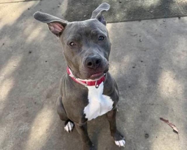Enlarge RHEA, a Adoptable Pit Bull Terrier in Martinez, CA image 1/1