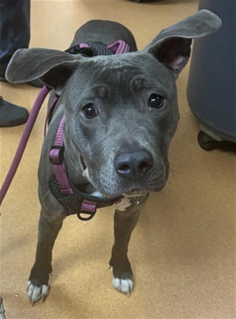 Enlarge RHEA, a Adoptable Pit Bull Terrier in Martinez, CA image 1/1