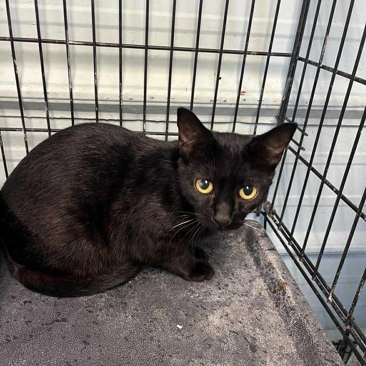 Sabrina, adopted, Adult Female Domestic Short Hair.