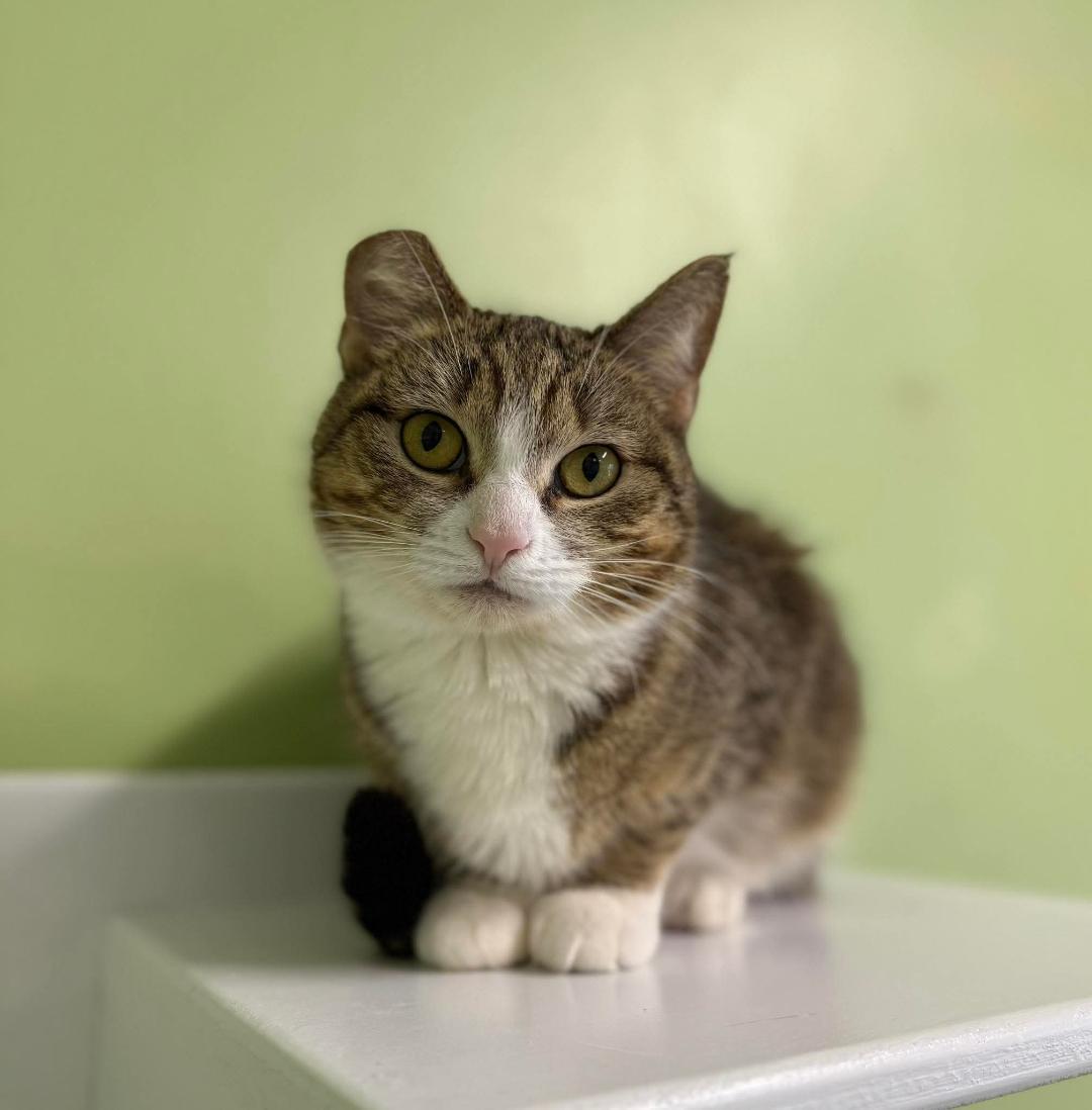 Enlarge Nori, a ADOPTABLE Domestic Short Hair in Kirkland, WA image 1/1