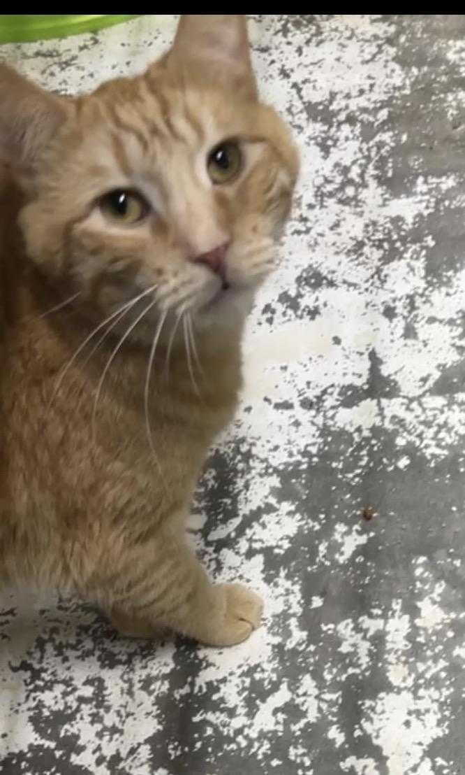 Metro, ADOPTABLE, Adult Male Domestic Short Hair.