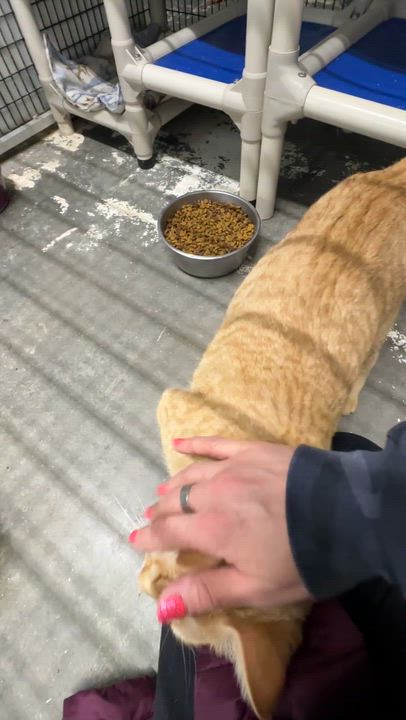 Enlarge Metro, a ADOPTABLE Domestic Short Hair in Okanogan, WA video 2/3